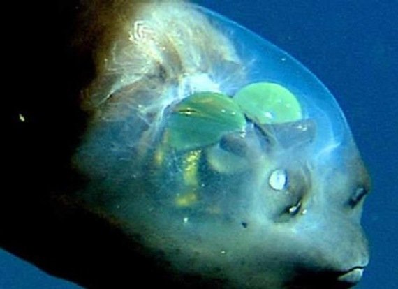 Transparent-Headed Fish, USA