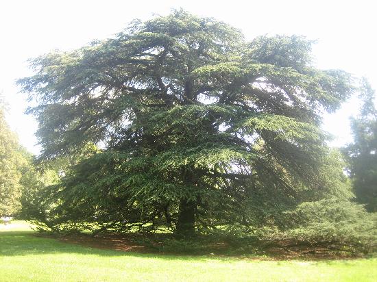 ancient cedar of lebanon