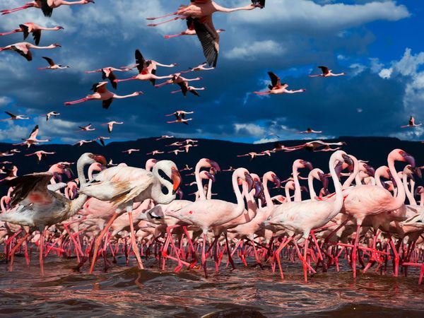 wonders flamingos kenya